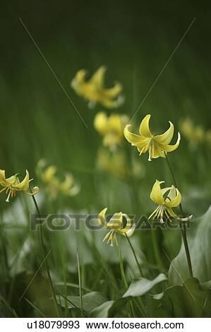 Erythronium japonicum Decne (Liliaceae), Tokyo Prefecture, Japan View Large Photo Image Stock Image - Erythronium japonicum Decne (Liliaceae), Tokyo Prefecture, Japan. Fotosearch