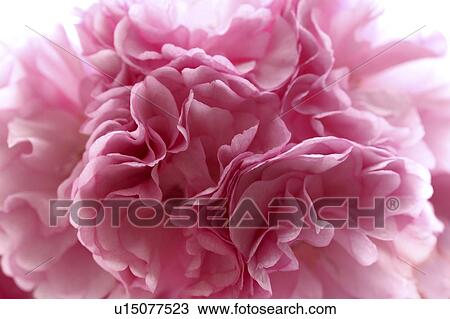 Extreme Close Up Of cherry blossom, Tokyo Prefecture, Japan View Large Photo Image Stock Image - Extreme Close Up Of cherry blossom, Tokyo Prefecture, Japan. Fotosearch