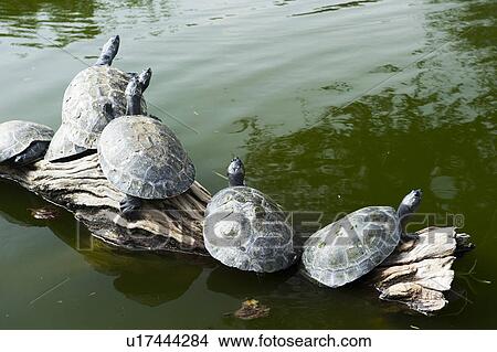 Five Tortoises View Large Photo Image Picture - Five Tortoises. Fotosearch