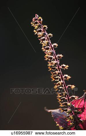 Flower buds of shiso, Chiba Prefecture, Japan View Large Photo Image Stock Photo - Flower buds of shiso, Chiba Prefecture, Japan. Fotosearch