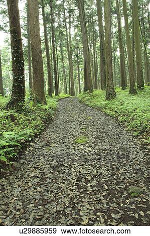 Footpath in Forest View Large Photo Image Stock Photo - Footpath in Forest. Fotosearch