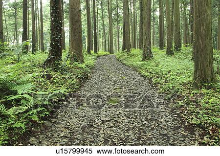Stock Photography - Footpath in Forest. Fotosearch