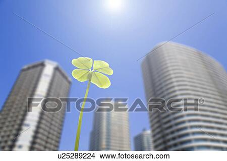 Picture - Four Leaf Clover. Fotosearch
