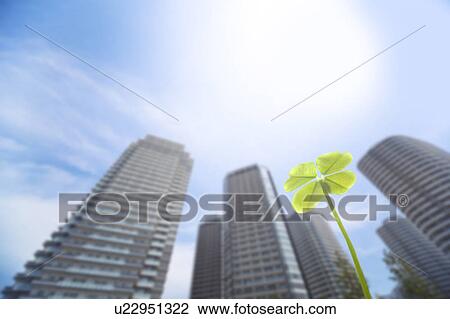Four Leaf Clover View Large Photo Image Stock Image - Four Leaf Clover. Fotosearch