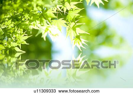 Fresh Green Foliage View Large Photo Image Stock Image - Fresh Green Foliage. Fotosearch