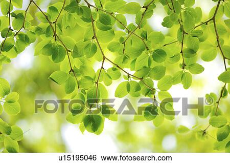 Stock Photograph - Fresh green foliage. Fotosearch