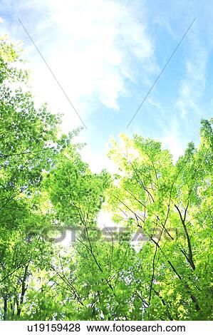 Fresh Maple Foliage View Large Photo Image Stock Photo - Fresh Maple Foliage. Fotosearch