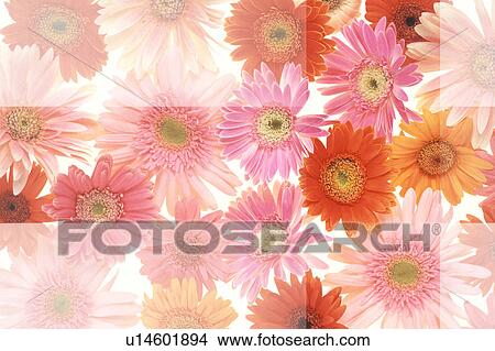 Picture - Gerbera Daisy. Fotosearch