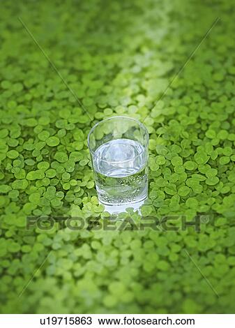 Glass of Water on Clover View Large Photo Image Stock Image - Glass of Water on Clover. Fotosearch