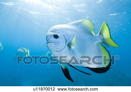 Stock Image - Golden Spadefish. Fotosearch