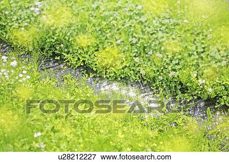 Grass View Large Photo Image Stock Photo - Grass. Fotosearch