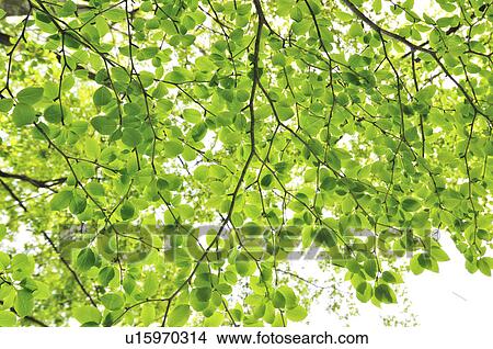 Green Foliage View Large Photo Image Picture - Green Foliage. Fotosearch