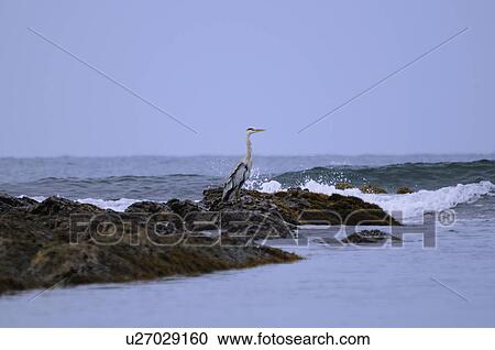 Stock Image - Grey Heron by the sea, Chiba Prefecture, Japan. Fotosearch