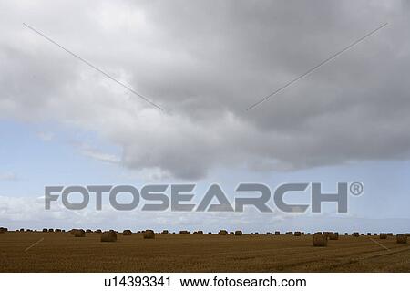 Stock Image - Hay bales, Normandy, France. Fotosearch