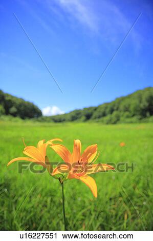 Hemerocallis middendorffii, Nagano Prefecture, Japan View Large Photo Image Stock Image - Hemerocallis middendorffii, Nagano Prefecture, Japan. Fotosearch