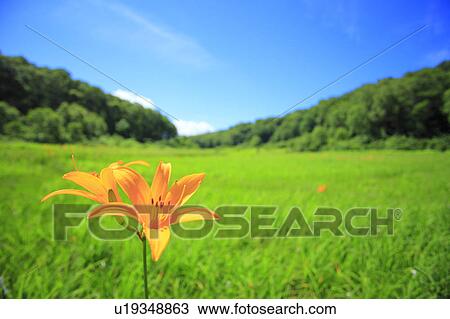 Hemerocallis middendorffii, Nagano Prefecture, Japan View Large Photo Image Stock Image - Hemerocallis middendorffii, Nagano Prefecture, Japan. Fotosearch