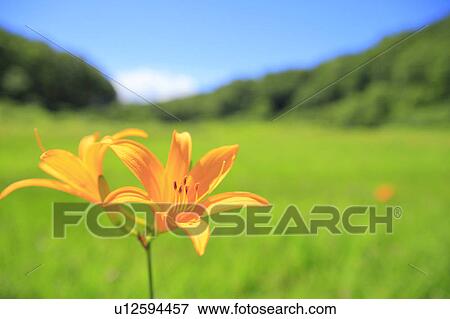 Stock Photo - Hemerocallis middendorffii, Nagano Prefecture, Japan. Fotosearch