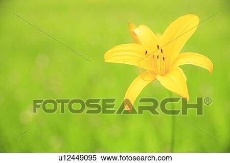 Stock Photography - Hemerocallis middendorffii, Nagano Prefecture, Japan. Fotosearch