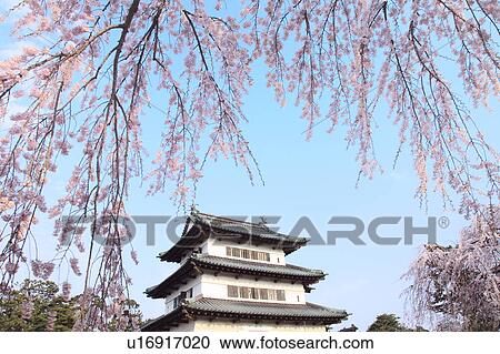 Hirosaki castle and cherry blossoms, Aomori Prefecture, Japan View Large Photo Image Stock Image - Hirosaki castle and cherry blossoms, Aomori Prefecture, Japan. Fotosearch