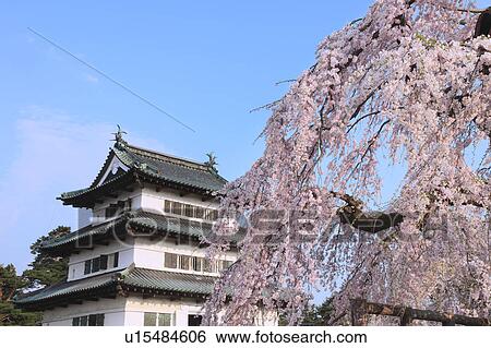 Stock Photograph - Hirosaki castle and cherry blossoms, Aomori Prefecture, Japan. Fotosearch