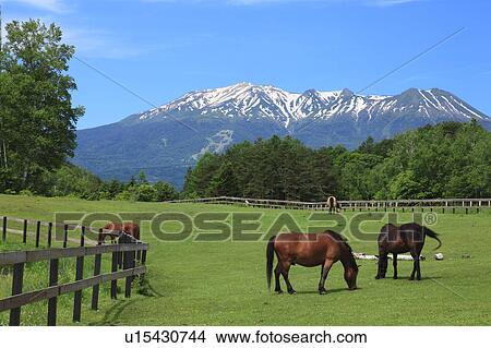 Picture - Horses grazing, Kiso Town, Nagano Prefecture, Japan. Fotosearch