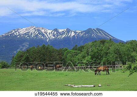 Stock Photography - Horses grazing, Kiso Town, Nagano Prefecture, Japan. Fotosearch