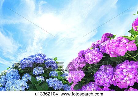 Hydrangea Flowers View Large Photo Image Picture - Hydrangea Flowers. Fotosearch