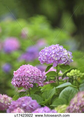 Hydrangea Flowers View Large Photo Image Stock Image - Hydrangea Flowers. Fotosearch