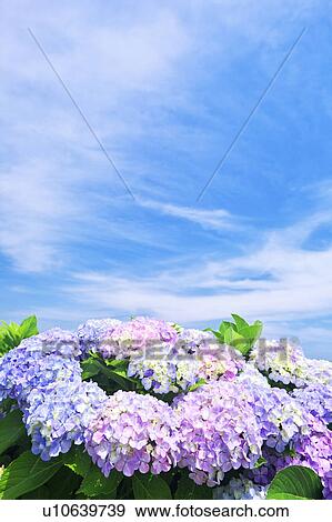 Stock Photo - Hydrangea Flowers. Fotosearch