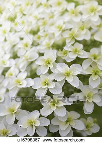 Hydrangea Flowers View Large Photo Image Stock Photo - Hydrangea Flowers. Fotosearch