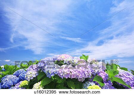 Hydrangea Flowers View Large Photo Image Stock Photography - Hydrangea Flowers. Fotosearch