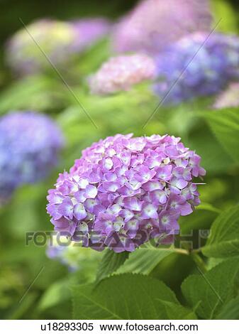 Hydrangea Flowers View Large Photo Image Stock Photography - Hydrangea Flowers. Fotosearch