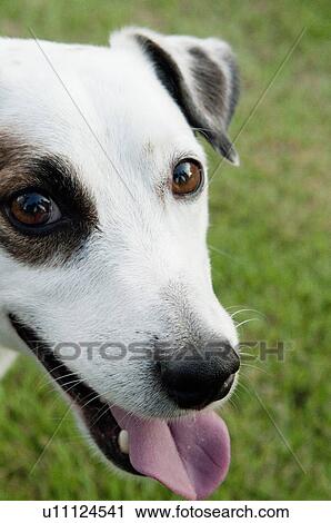 Jack Russell Terrier View Large Photo Image Stock Image - Jack Russell Terrier. Fotosearch