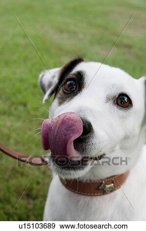 Jack Russell Terrier View Large Photo Image Stock Photo - Jack Russell Terrier. Fotosearch
