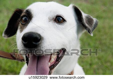 Stock Photo - Jack Russell Terrier. Fotosearch