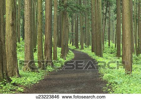 Stock Photograph - Japanese Cedar Forest. Fotosearch