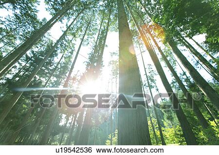 Stock Photograph - Japanese Cedar Trees. Fotosearch