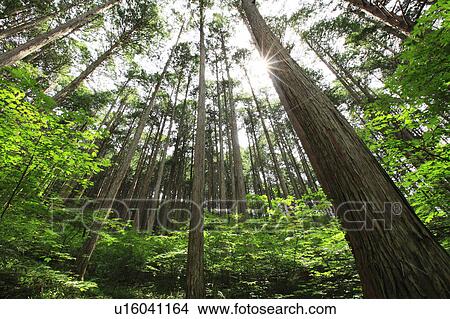 Japanese cypress forest, Nagano Prefecture, Japan View Large Photo Image Picture - Japanese cypress forest, Nagano Prefecture, Japan. Fotosearch