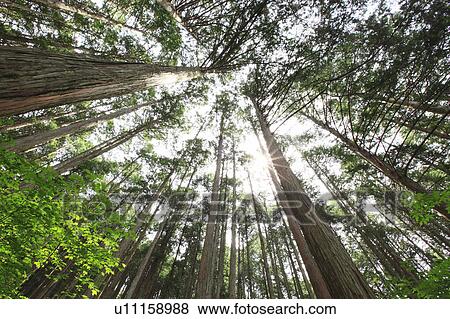 Japanese cypress forest, Nagano Prefecture, Japan View Large Photo Image Stock Photo - Japanese cypress forest, Nagano Prefecture, Japan. Fotosearch