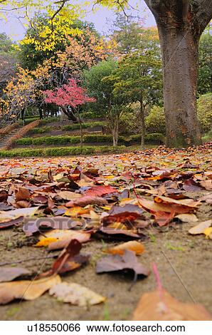 Japanese fall foliage at park in Chiba Prefecture, Japan View Large Photo Image Stock Photograph - Japanese fall foliage at park in Chiba Prefecture, Japan. Fotosearch