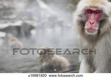 Stock Image - Japanese Macaque in hot spring, Nagano Prefecture, Japan. Fotosearch
