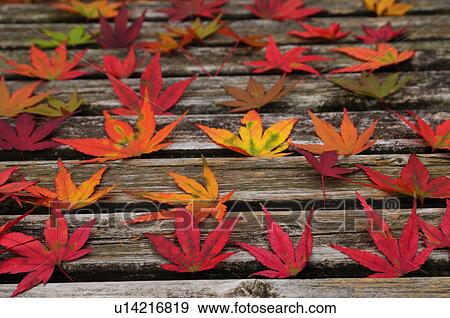 Japanese maple leaves View Large Photo Image Stock Photo - Japanese maple leaves. Fotosearch