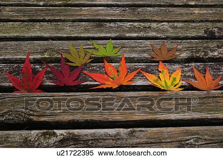 Stock Photography - Japanese maple leaves. Fotosearch