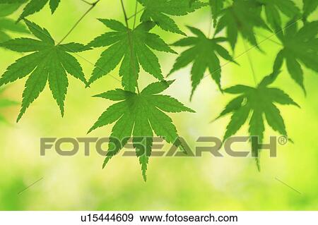 Japanese maple tree View Large Photo Image Stock Photo - Japanese maple tree. Fotosearch
