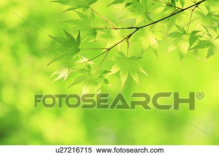 Japanese maple tree View Large Photo Image Stock Photography - Japanese maple tree. Fotosearch