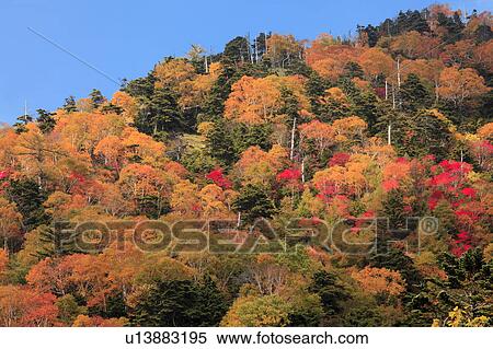 Japanese maple tree, Tochigi Prefecture, Japan View Large Photo Image Stock Photography - Japanese maple tree, Tochigi Prefecture, Japan. Fotosearch