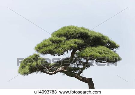 Japanese red pine, Chiba Prefecture, Honshu, Japan View Large Photo Image Stock Image - Japanese red pine, Chiba Prefecture, Honshu, Japan. Fotosearch