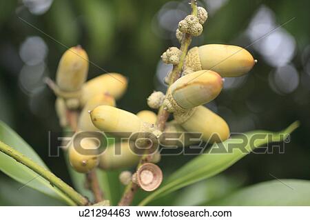 Stock Image - Japanese Stone Oak. Fotosearch