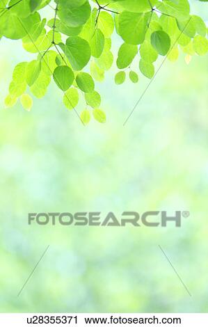 Stock Image - Katsura Tree Leaves. Fotosearch