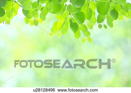 Stock Photograph - Katsura Tree Leaves. Fotosearch